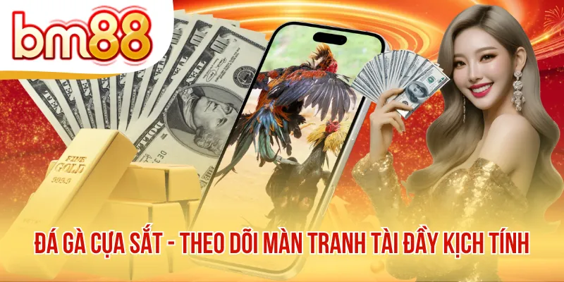 Đá Gà Cựa Sắt - Theo Dõi Màn Tranh Tài Đầy Kịch Tính