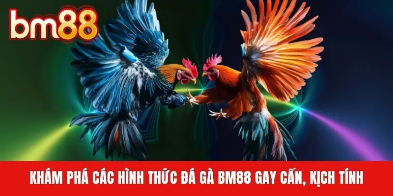 Khám phá các hình thức đá gà BM88 gay cấn, kịch tính