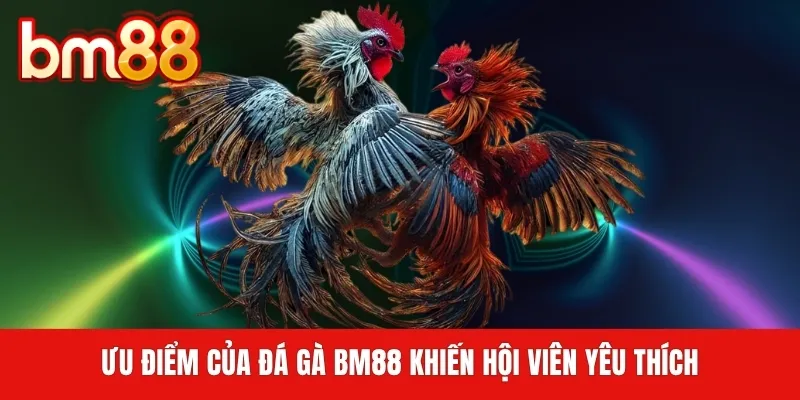 Ưu điểm của đá gà BM88 khiến hội viên yêu thích